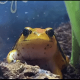 toad, frogs, frog toad, the frog is big, animal frog