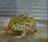 zhaba frog, zhaba slingshot, ein gehörnter frosch, cranvella frosch, frosch cranvella slingshot