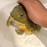 frog, zhaba dio, frog bull, zhaba frog, the frog is aquatic