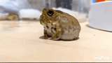 toad, the toad of the aquifer, green toad, frog toad, homemade frogs