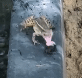 käfer, gecko, frosch, haeckon bananaed, der käfer isst einen frosch