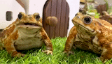 toads, frog, big toad, frog toad, zhaba is earthen