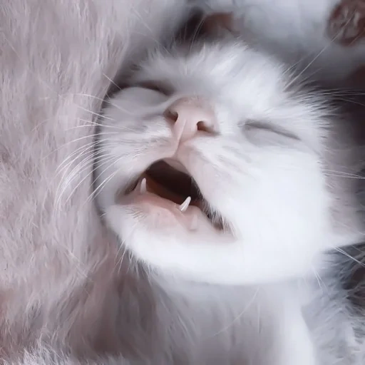 кошка, спящий котенок, кошка высунула язык, кошачьи зубки милые, спящий кот высунутым языком