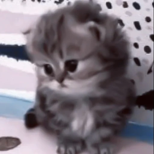gatto di coto, kitty carino, gattino dalle orecchie pendenti, kitty kitty tromba, piccola piccola gattina carina