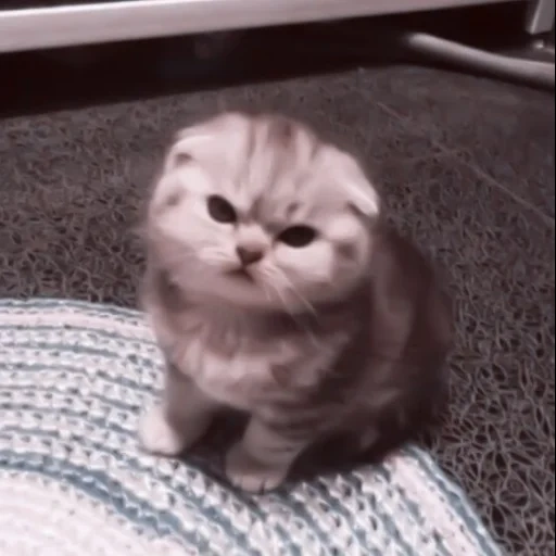 o gato está com raiva, raiva um gato de meme, vyslowry kitten, cat de berth scottish, catetas scottish visloux