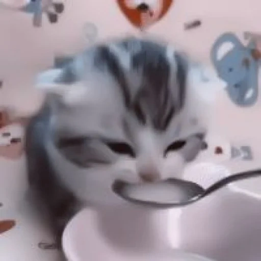 gato, gato, os animais são fofos, o gatinho bebe leite, colher de leite acariciando gato