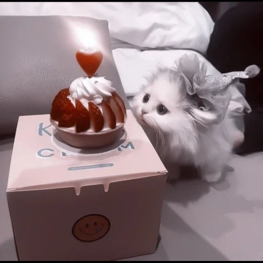cat, cat, cute animals, a cute cat with a cake, the most cute animals