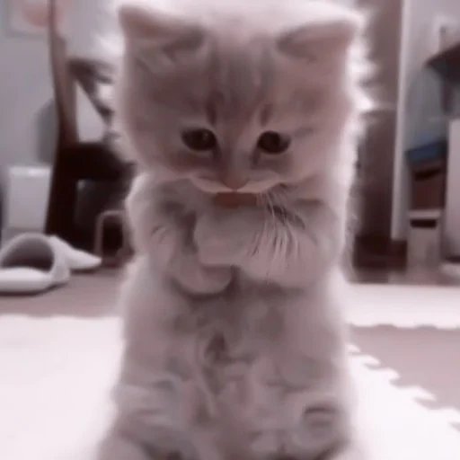 cat, cute cats, fluffy kittens, cute cats are funny, cute cats ask for forgiveness