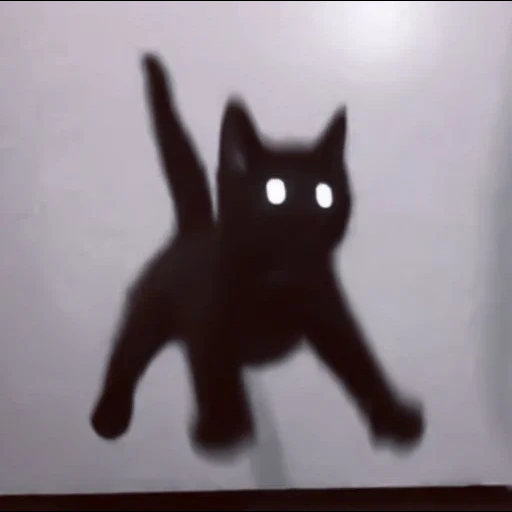 gatto, gatto nero, è il suo spooky, gatto nero, gatto pazzo