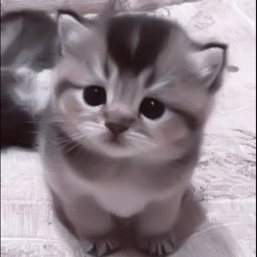 un bel sigillo, kitty carino, gattino piccolo carino, piccolo sigillo carino, piccola piccola gattina carina