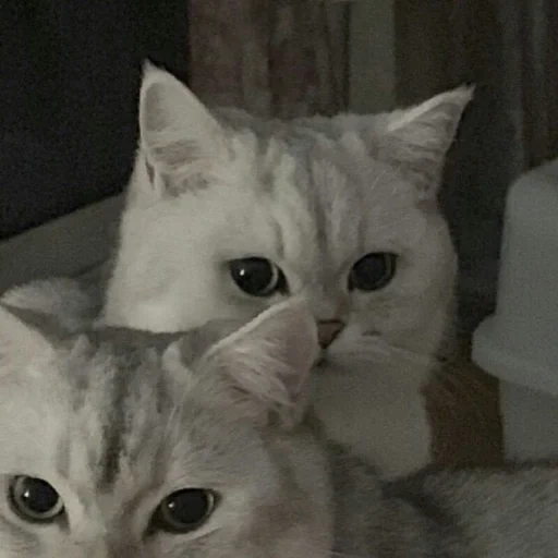 cat, chinchilla cat, british cat, cat kitten meme, silver chinchilla cat