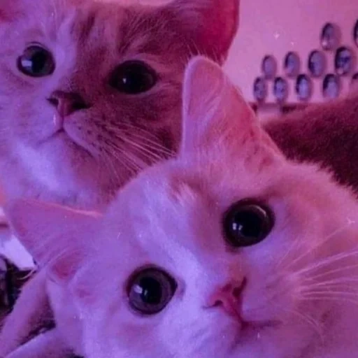 kucing, kucing, kucing kucing, seekor kucing, kucing lucu