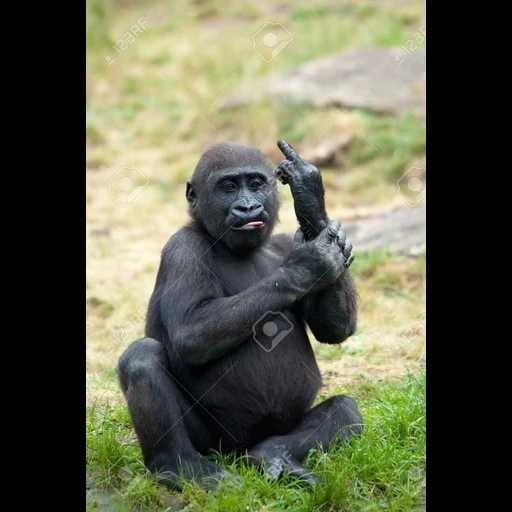 горилла, горилла сидит на горилле, горилла самка, горилла показывает средний палец, горилла обезьяна