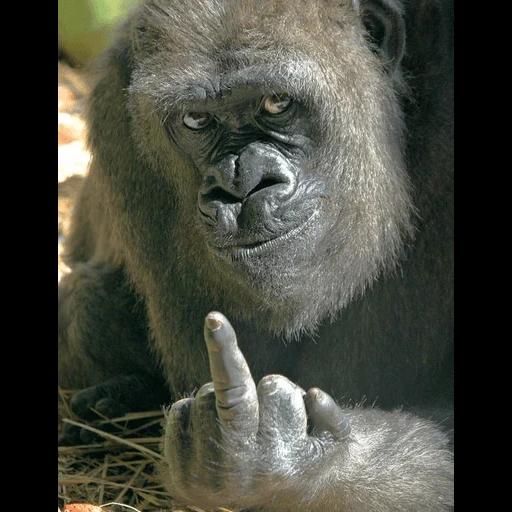 обезьяна с факом, горилла показывает средний палец, горилла фак, горилла, обезьяна горилла