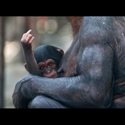 шимпанзе, детеныш шимпанзе, обезьяна шимпанзе, шимпанзе бонобо, горилла обезьяна