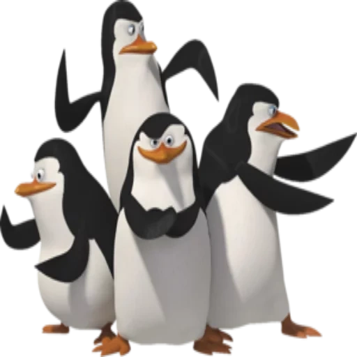penguin madagaskar, kami adalah penguin yang lucu, penguin madagaskar, penguin membuka kami, penguin madagaskar dengan latar belakang putih