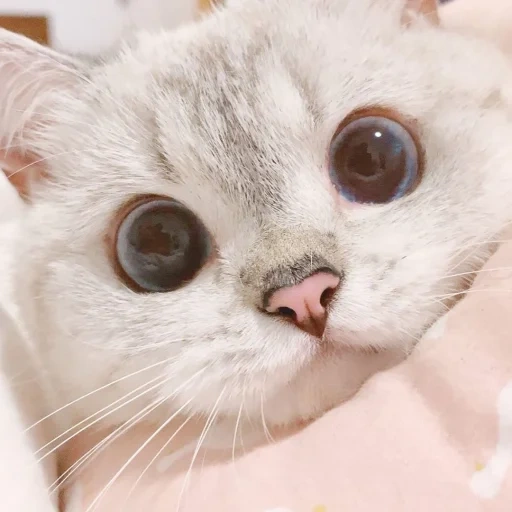 cat, kitten meme, lovely seal, big-eyed cute cat