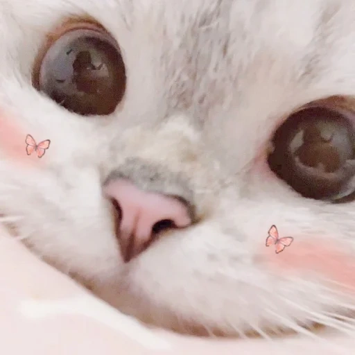 seal, cute cat, lovely seal, cute cat meme, a charming kitten