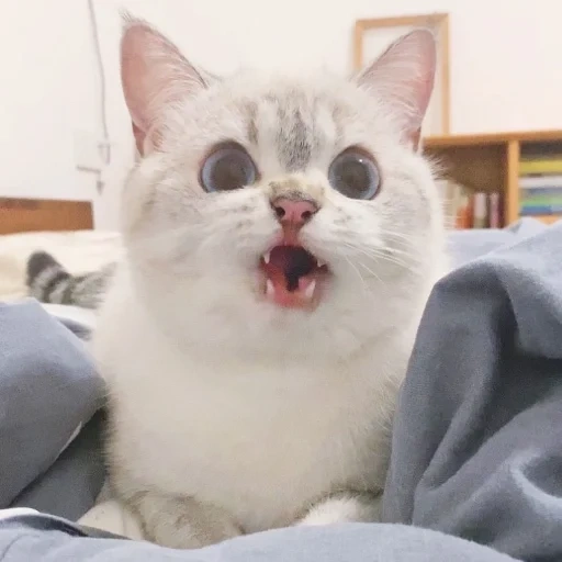 кот, кошка, котик, драматичная кошка, nana cat expressive