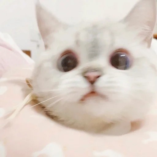 pussy cute, schöne seehunde, süße katze meme, die süßesten tiere, charming kätzchen