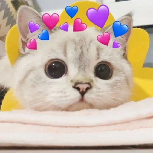 котик, милые котики, милый котик мем, nana cat expressive, белый котик сердечками над головой