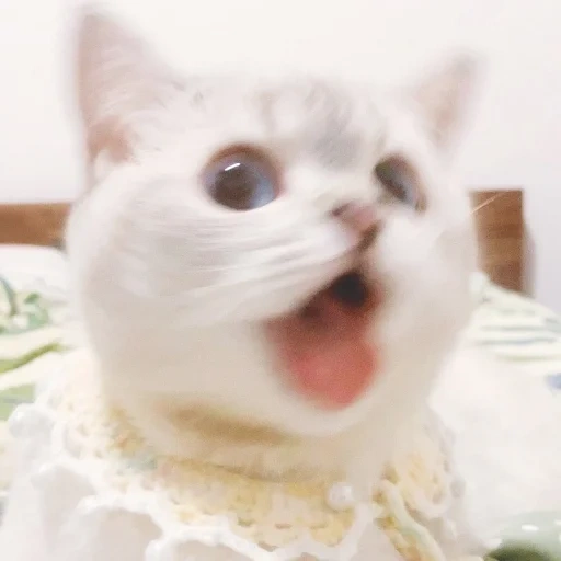 котики, котик мем, милый котик мем, nana cat expressive, милые котики смешные