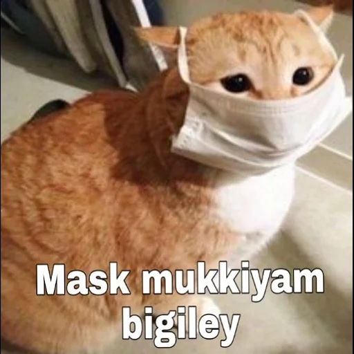 кошка, котики масках, животные кошки, мемный кот маске, кот медицинской маске