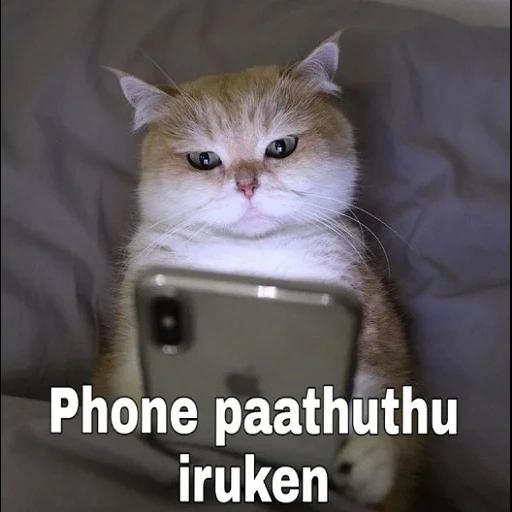 кот, кошка, кот макс, котик телефоном, кот мобильником