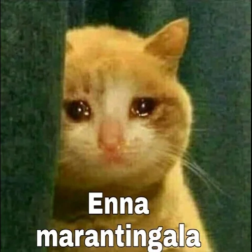кошка, котик мем, плачущие коты, мем плачущий котик, грустный котик мем