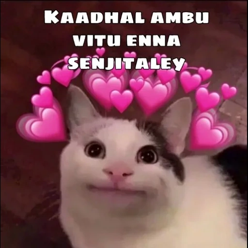 котик, мемный кот, милые котики, улыбающийся кот мем, смешные котики сердечками
