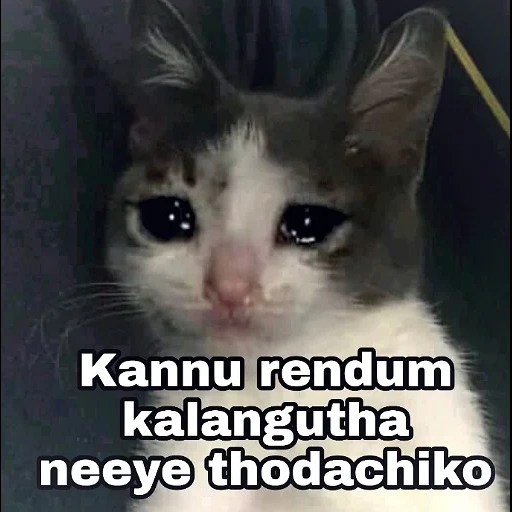 кот, плачущие коты, котик слезами, кот мем грустный, грустный котик мем