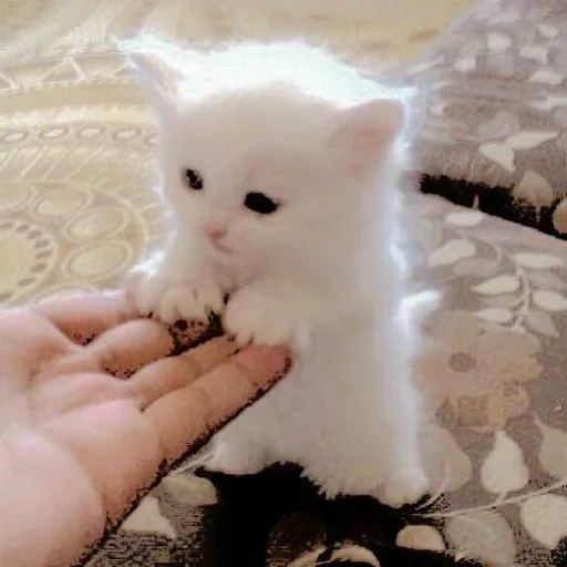 white kitten, cats, the kitten is furry, cute cat white, little white cat