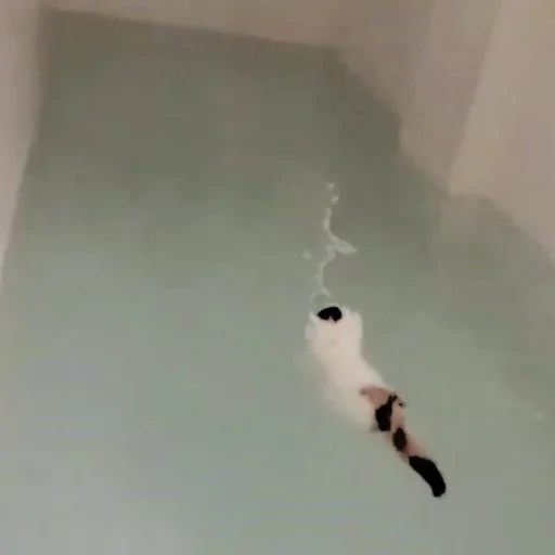 kucing lucu, anjing laut itu konyol, berenang xueshu, binatang konyol, seekor kucing gemuk sedang berenang