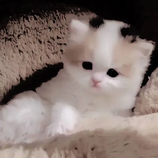 gatto, gatto carino, gattino bianco, il gattino persiano è bianco, kitten white persiano