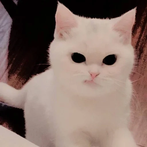 gato, lindo gato, gato blanco, gatos lindos, nyashny cats