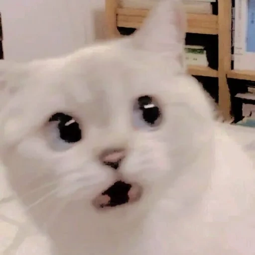 der kater, eine mememische katze, lieber katzenmeme, ein mem mit einer weißen katze, weißes katzenmeme