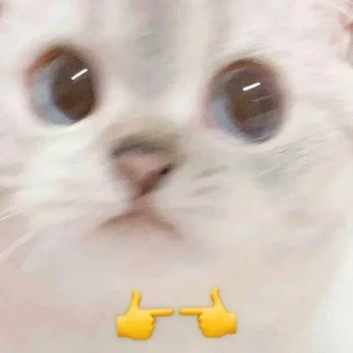 cat, seal, lovely seal, cute cat meme, a charming kitten