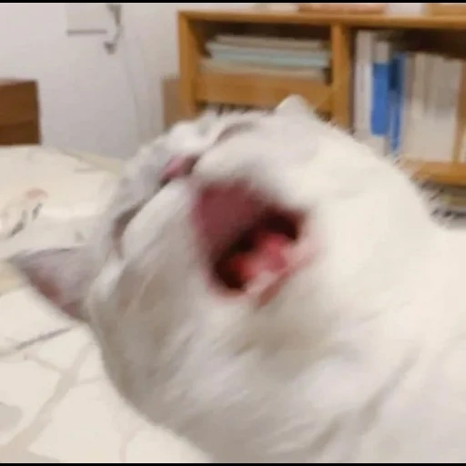 cat, seal, a yawning cat, a yawning seal, a yawning cat