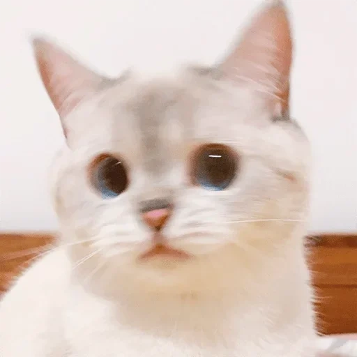 focas, lindo gato, modelo de gato, lindo sello, nana cat expressive