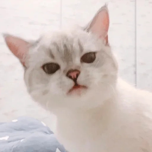 cat, seal, nana cat, cat white, drama cat