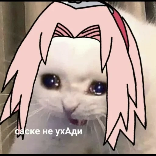 naruto cat, naruto è divertente, meme di anime naruto, sakura haruno mem, sakura haruno kotik