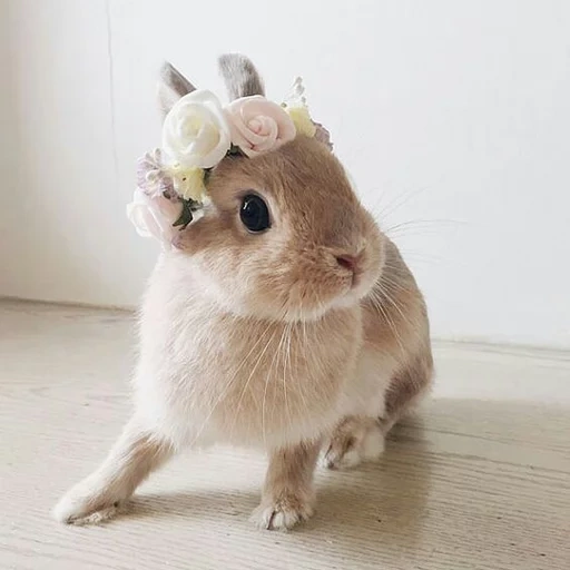 süßer hase, lieber kaninchen, nyashny kaninchen, sehr süßer kaninchen, die süßesten kaninchen