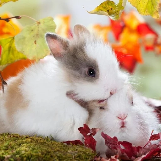 mamá, ushastik, entretenimiento, animales encantadores en el otoño, encantadores conejos de otoño