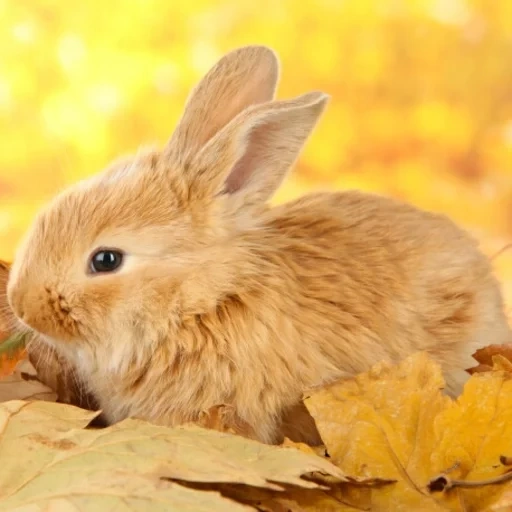 кролик, милый кролик, лисий кролик, кролик листве, кролик осенью
