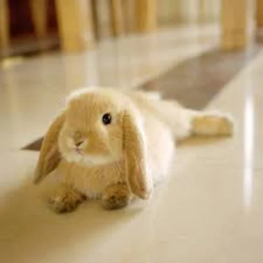 coniglio, bunny, dolce coniglietto, caro coniglio, bella conigli
