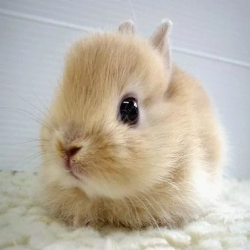 conejito dulce, el conejo es blanco, preciosos conejos, conejo casero, el conejo enano