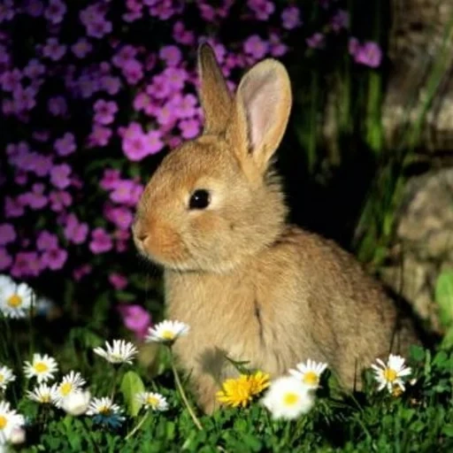 coelho selvagem, coelho doce, pequeno coelho, lindos coelhos, pequeno coelho