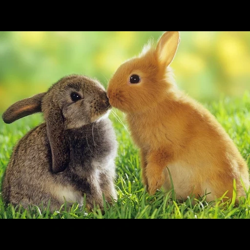 hase, hase, süßer hase, lieber kaninchen, kaninchen sind süß