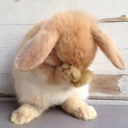 sleepy rabbit, cheerful rabbit, bunny is sad, sad rabbit, a sad bunny