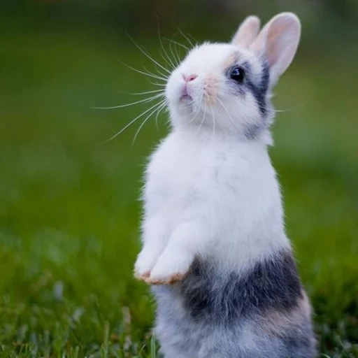 lapin, lapin doux, cher lapin, petit lapin, lapins très mignons